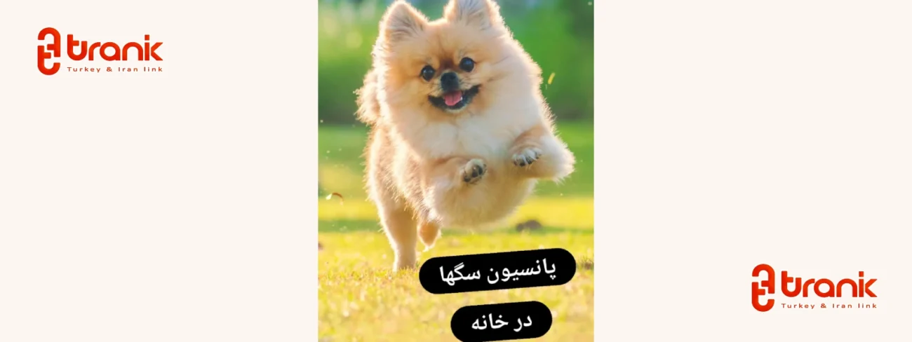 پانسیون سگ پانیذ پانسیون خانگی سگ در غرب استانبول