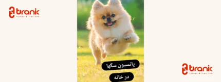 پانسیون سگ پانیذ پانسیون خانگی سگ در غرب استانبول