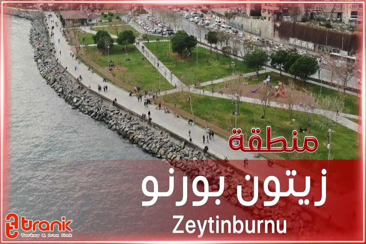 نکات مهم برای زندگی در زیتون بورنو